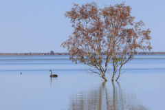 11-2-Loan-Tree-Minindee-Lakes